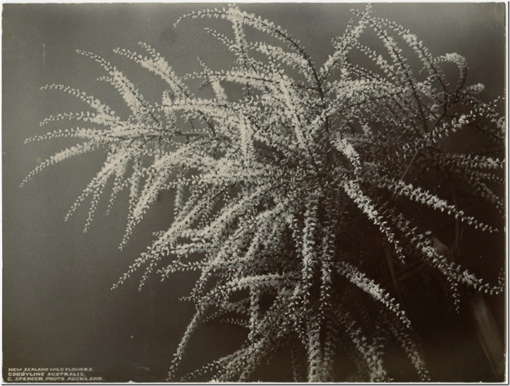 Spencer_botanical_Cabbage_Tree_flower_F2