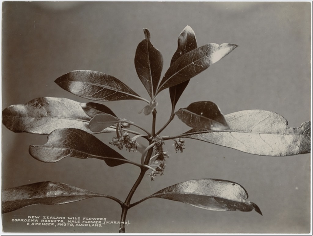 Spencer_botanical_Karamu_F2