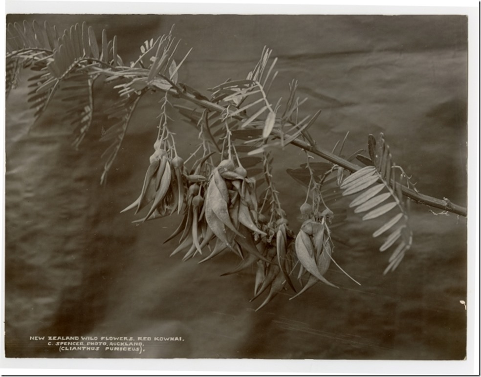 Spencer_botanical_Kowhai_F2